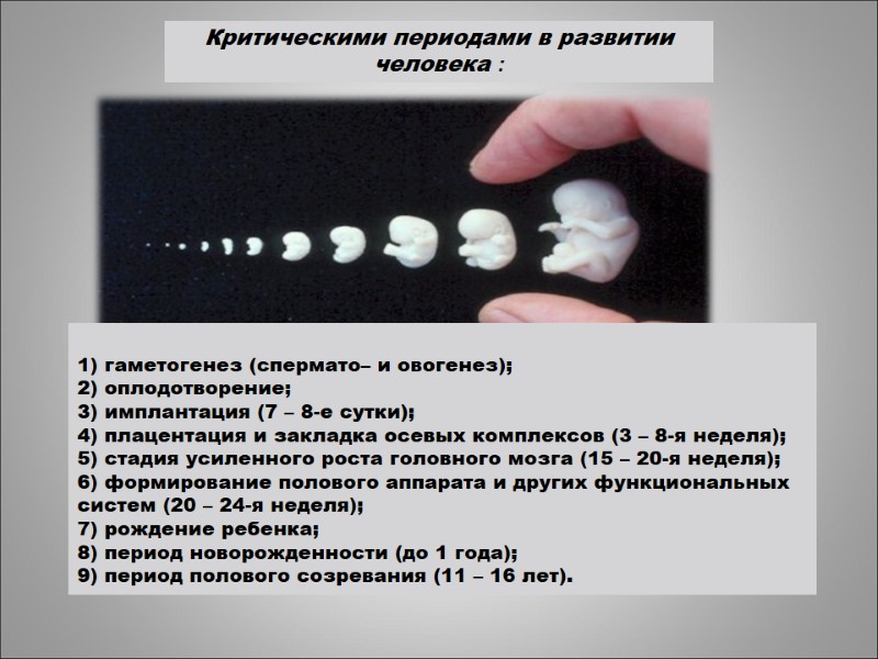 1) гаметогенез (спермато– и овогенез); 2) оплодотворение; 3) имплантация (7 – 8-е сутки); 4)